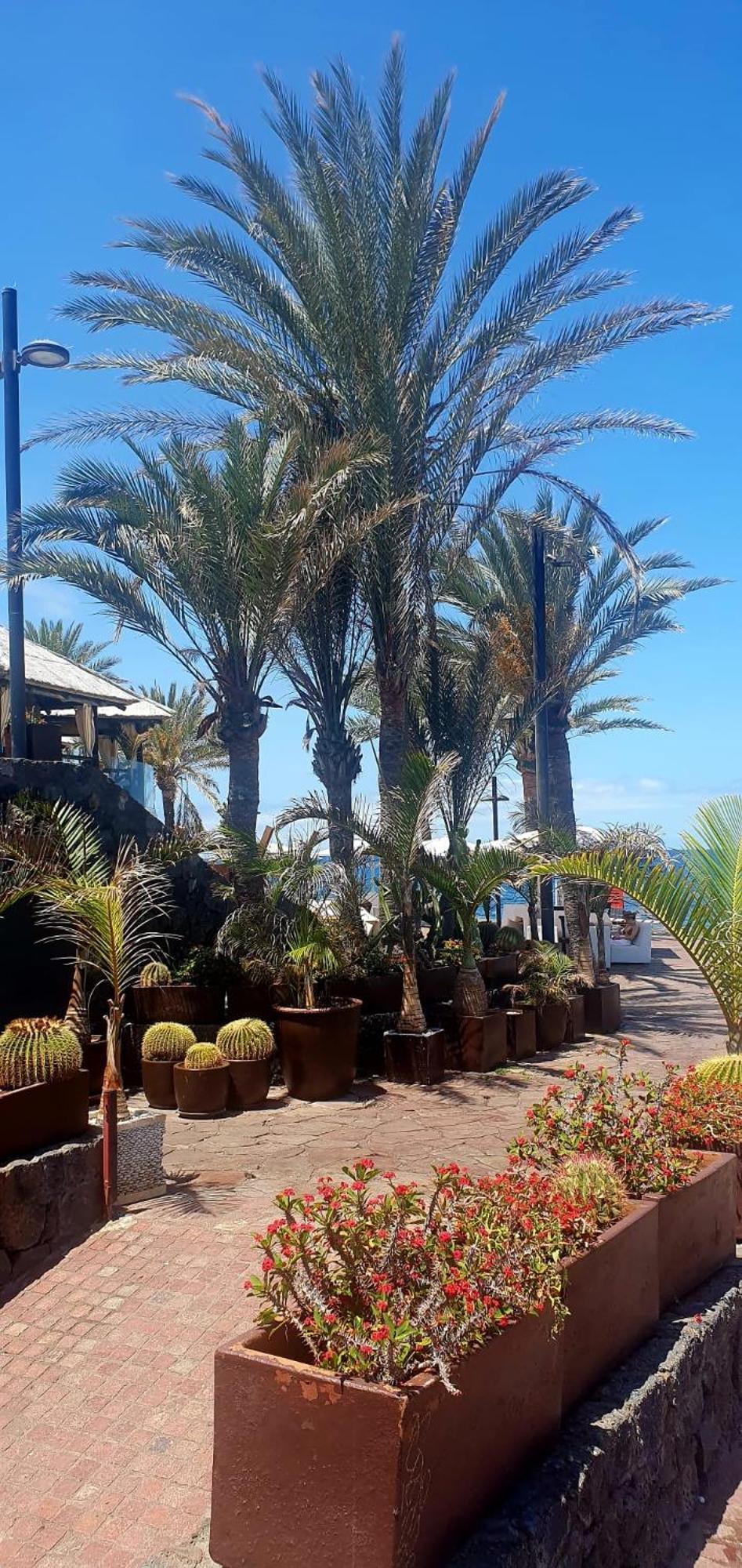 Wonderful White Appartament In Las Tortugas Playa de las Americas  Luaran gambar